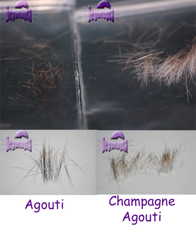 Champagne agouti hairs compared to agouti hairs