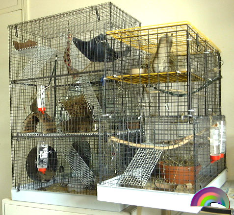 Degutopia's very first cages and modified cages