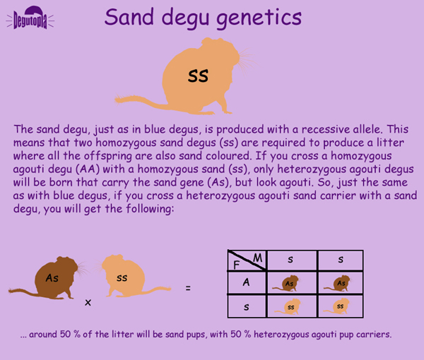 Sand Degu Genetics