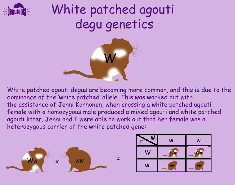 The Genetics of the White Patched Degu