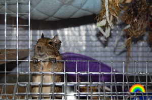 Selecting an appropriate cage is very important for your degus