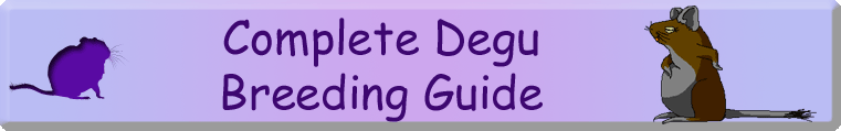 Complete Degu Breeding Guide