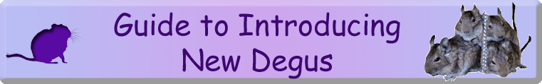 Degutopia's Guide to Introducing New Degus